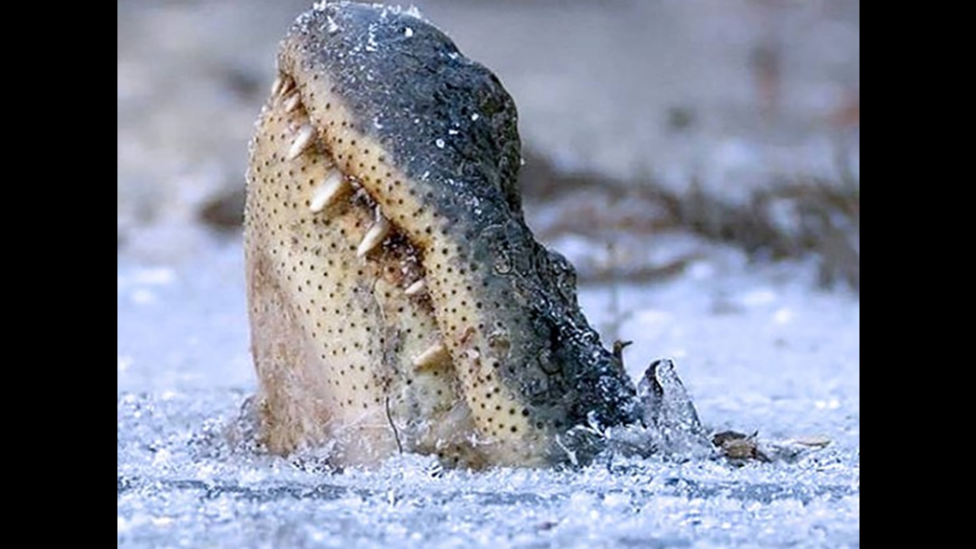 north carolina frozen alligators